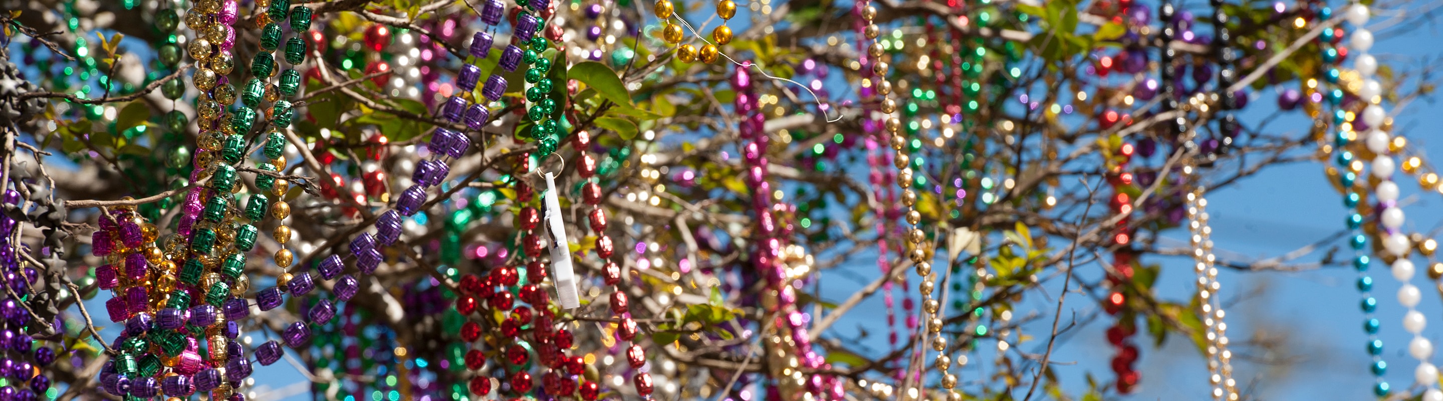 Mardi Gras beads in a tree on St. Charles Ave. New Orleans