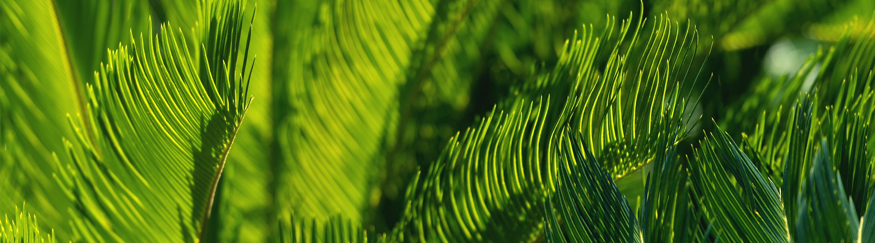 Palm on Loyola Law Campus