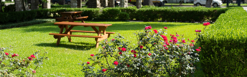 A rose bush with a picnic table in the background.