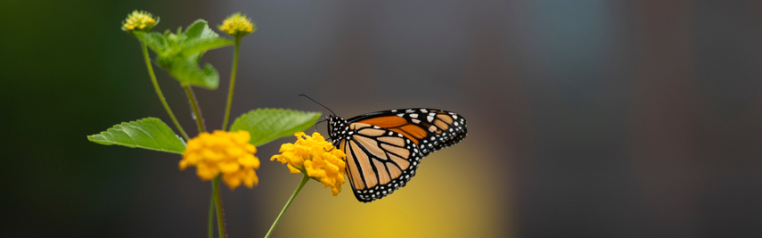 Butterfly on yellow flower