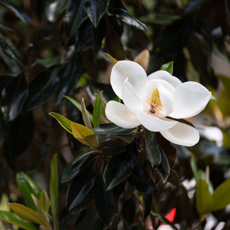 magnolia