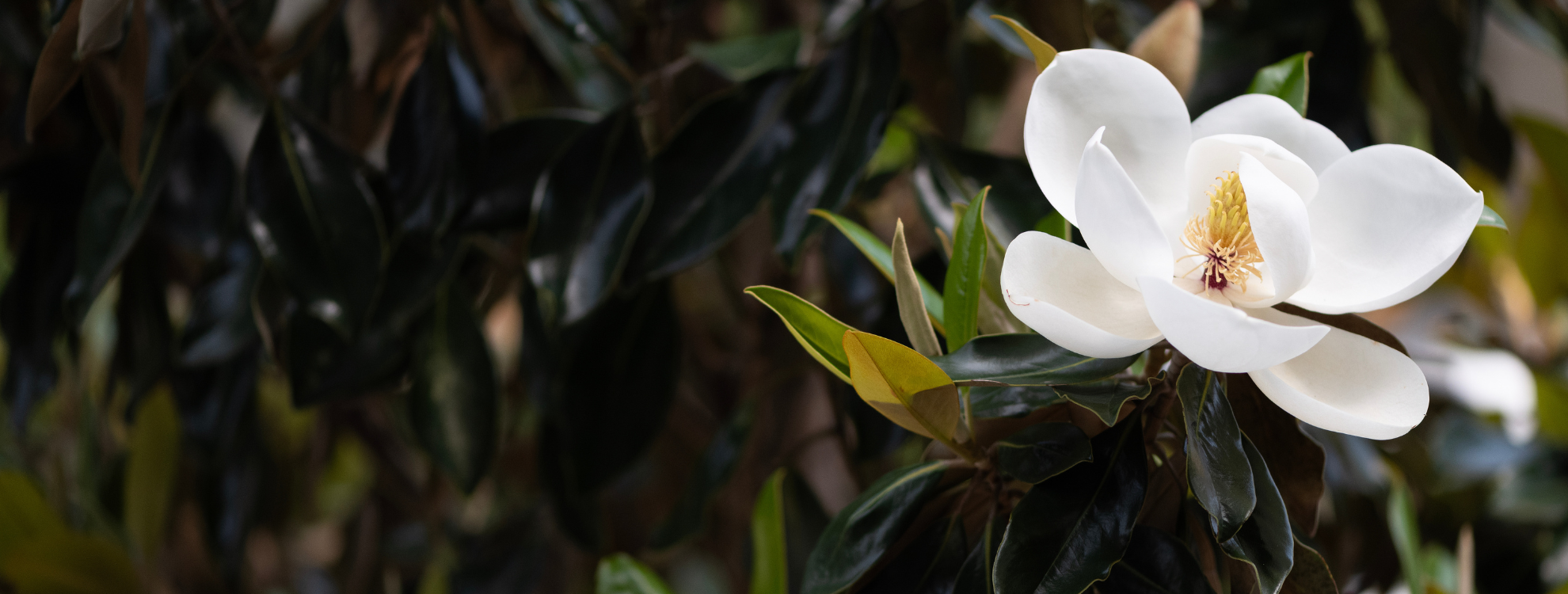 magnolia