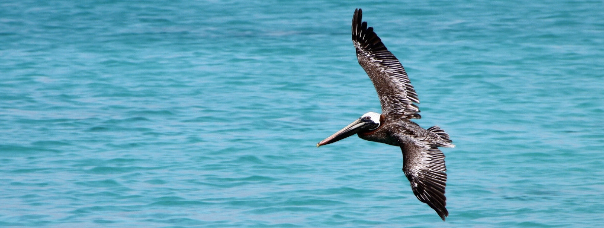 A pelican flies over blue water.