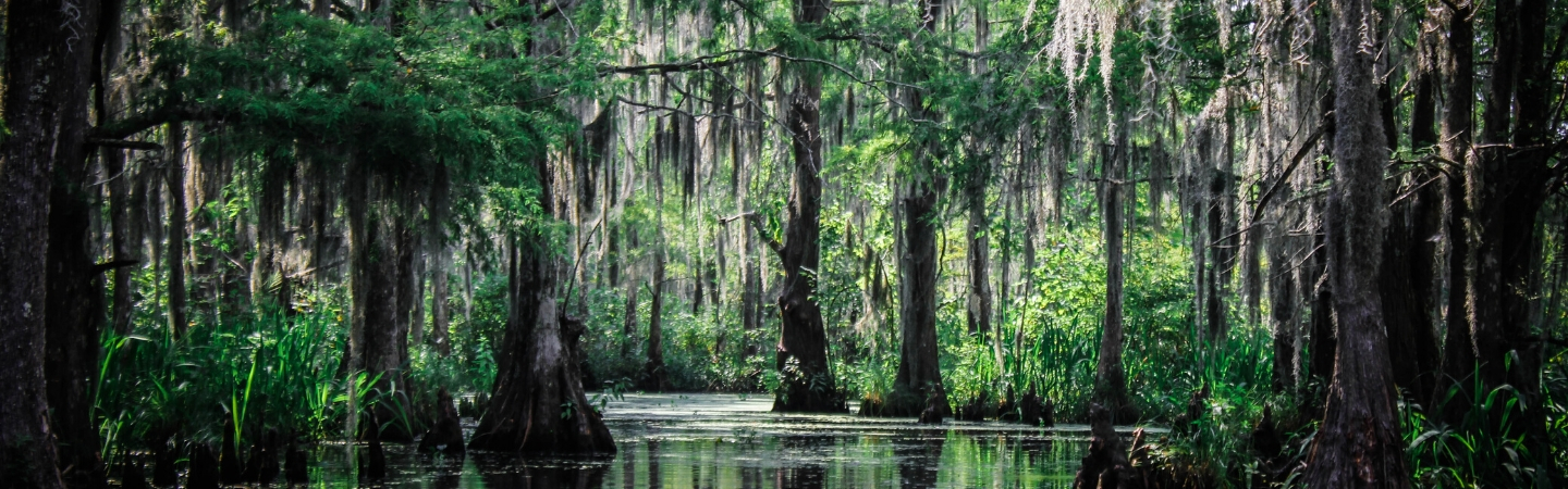 Swamp