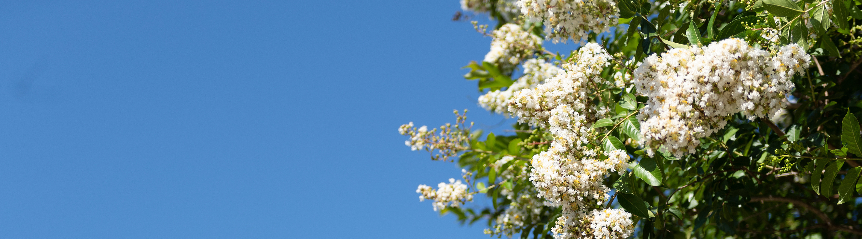 flowers and a blue sky